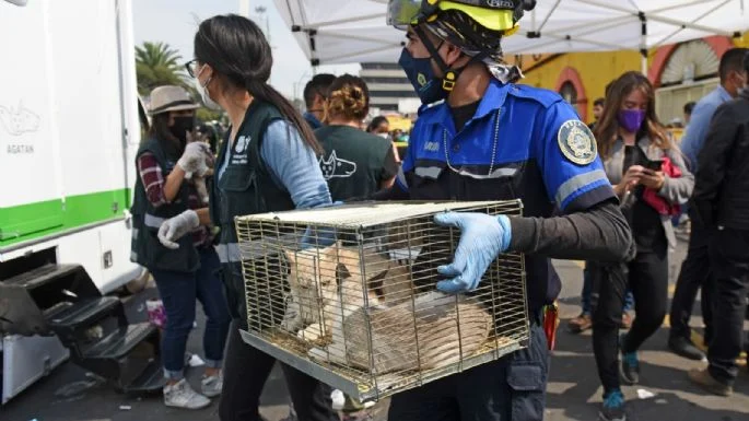 Congreso de la CDMX prohíbe la venta de animales vivos en tianguis y