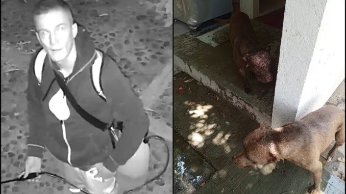 ciudadano_frances_rocia_acido_a_perros_en_oaxaca