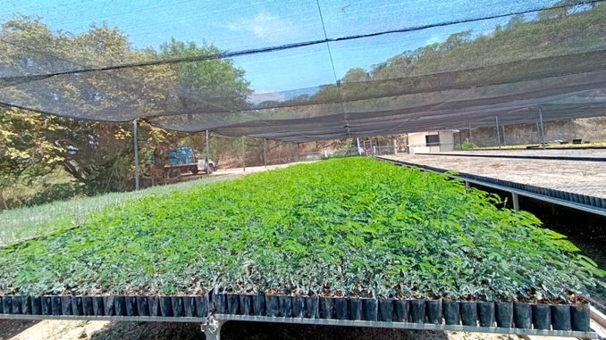 vivero_teotitlan_de_flores_magon_1